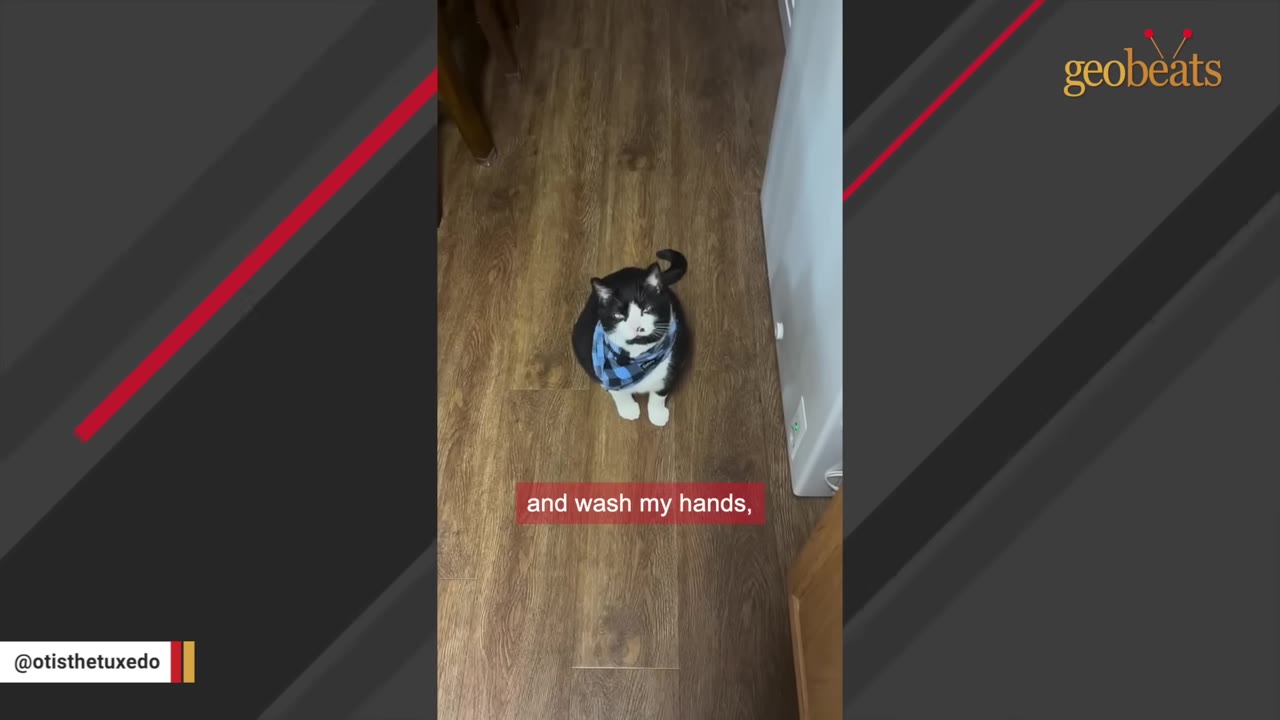 A black and white tuxedo cat wearing a blue plaid bandana sits on a wooden floor and looks up.
