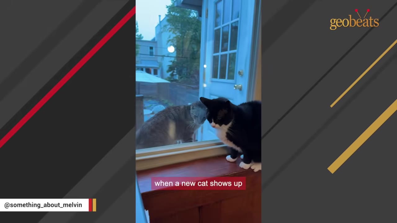 A black and white cat sits on an indoor windowsill, looking through the glass at a grey tabby cat on the outside deck.
