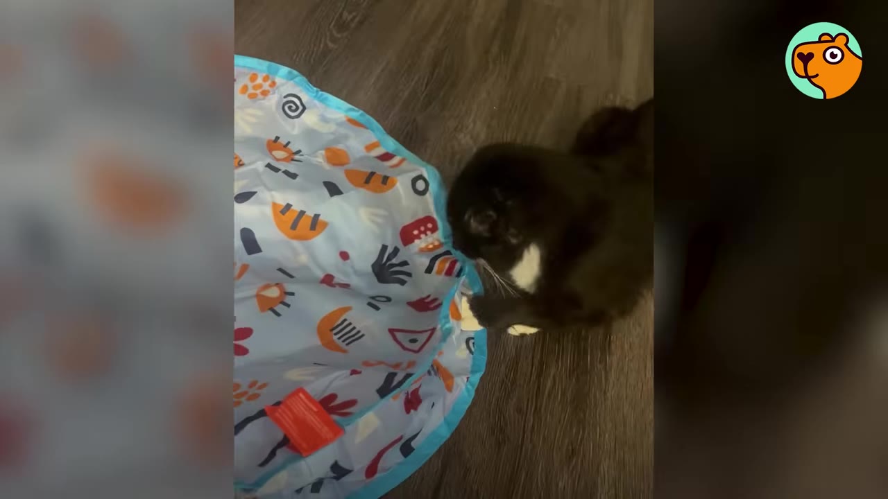 A black and white cat plays with a colorful patterned blue play mat on a wooden floor.