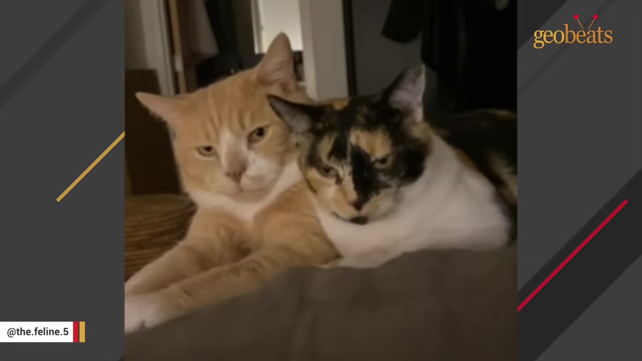 An orange tabby cat and a calico cat lying close together indoors, looking directly at the camera.