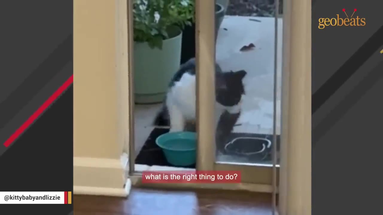 A black and white cat stands outside a sliding glass door next to a blue bowl, looking in.