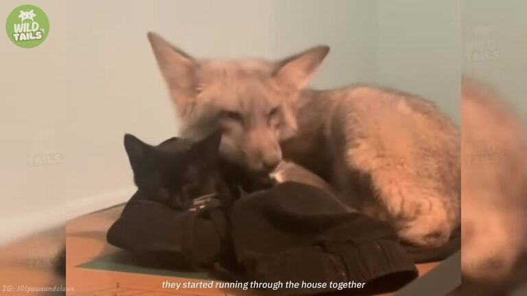 Florida Fox Lost Nearly Everything, Then One Tiny Kitten Helped Him Find A Sense Of Belonging