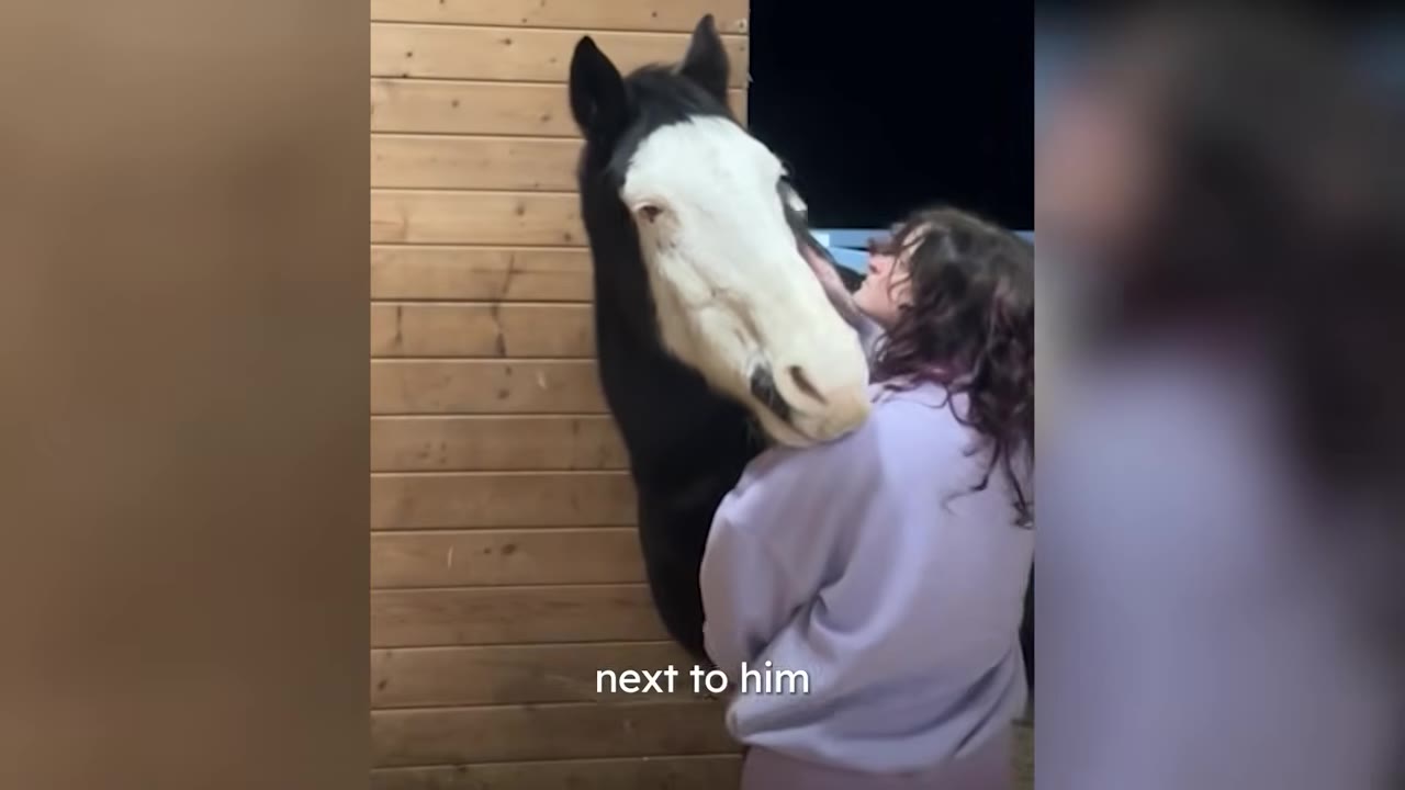 A black horse with a white face rests its head gently on the shoulder of a woman wearing a lavender sweatshirt.
