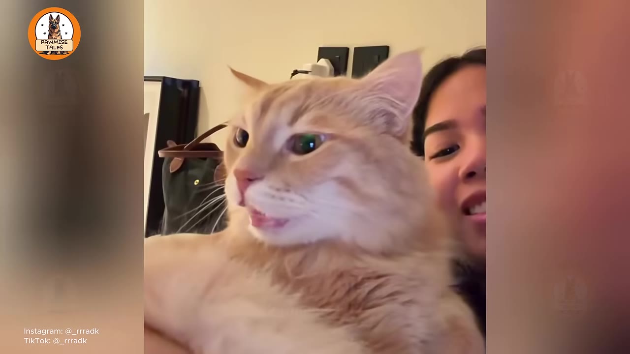 A fluffy orange cat looks to the side with its mouth slightly open, while a smiling woman is visible in the background.