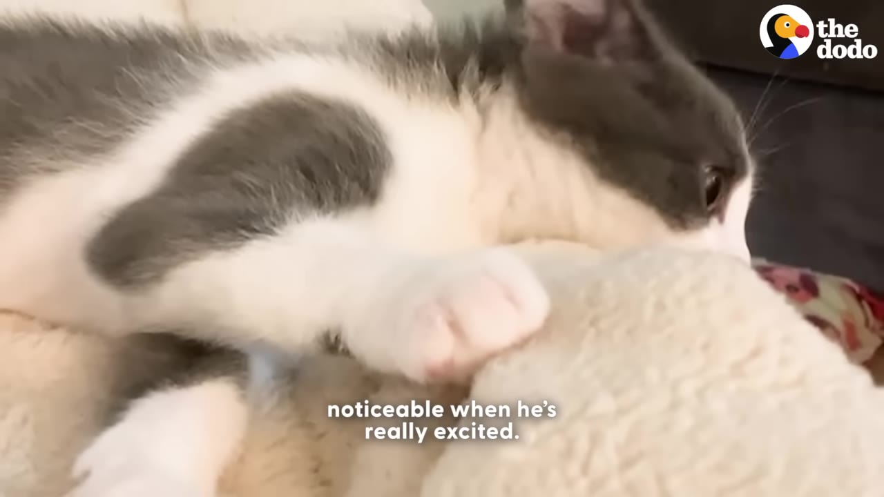 A close-up of a grey and white kitten resting its paw on a soft white blanket.