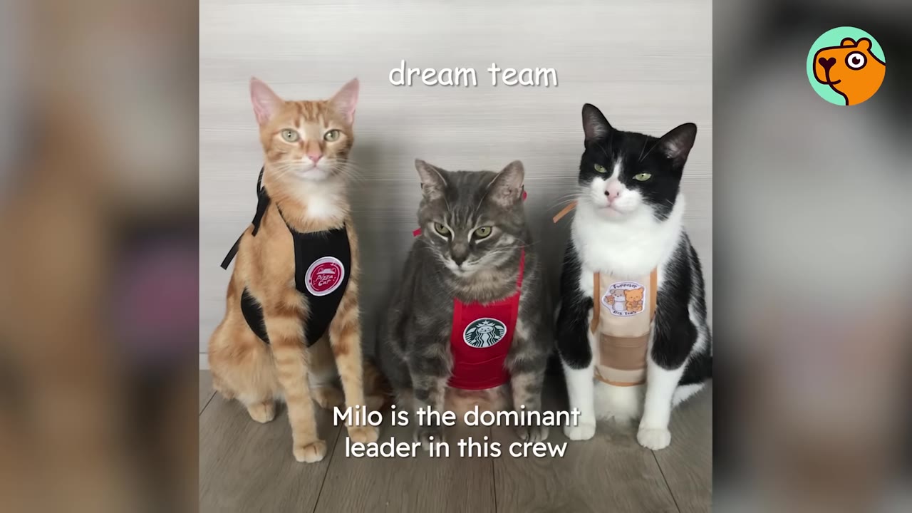 Three cats sitting side-by-side wearing small aprons: an orange tabby on the left, a grey tabby in the middle, and a black-and-white tuxedo cat on the right looking directly at the camera.