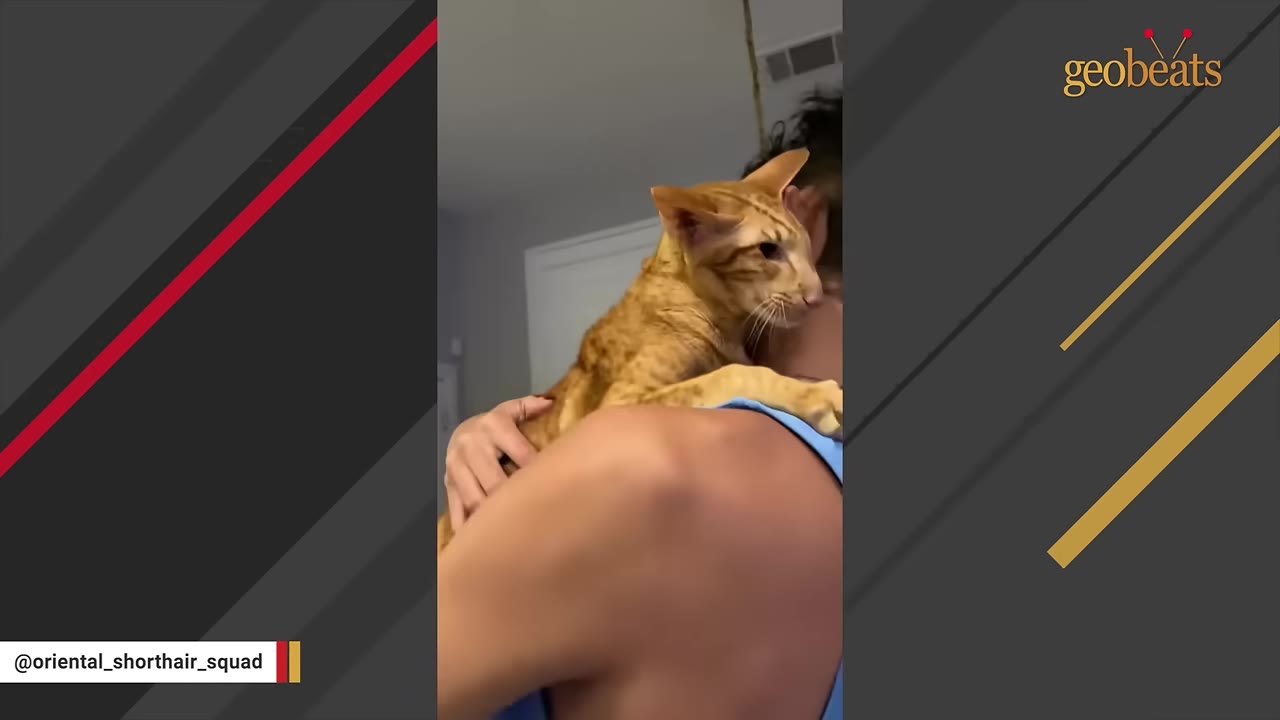 An orange Oriental Shorthair cat clings to the shoulder of a person wearing a blue tank top.