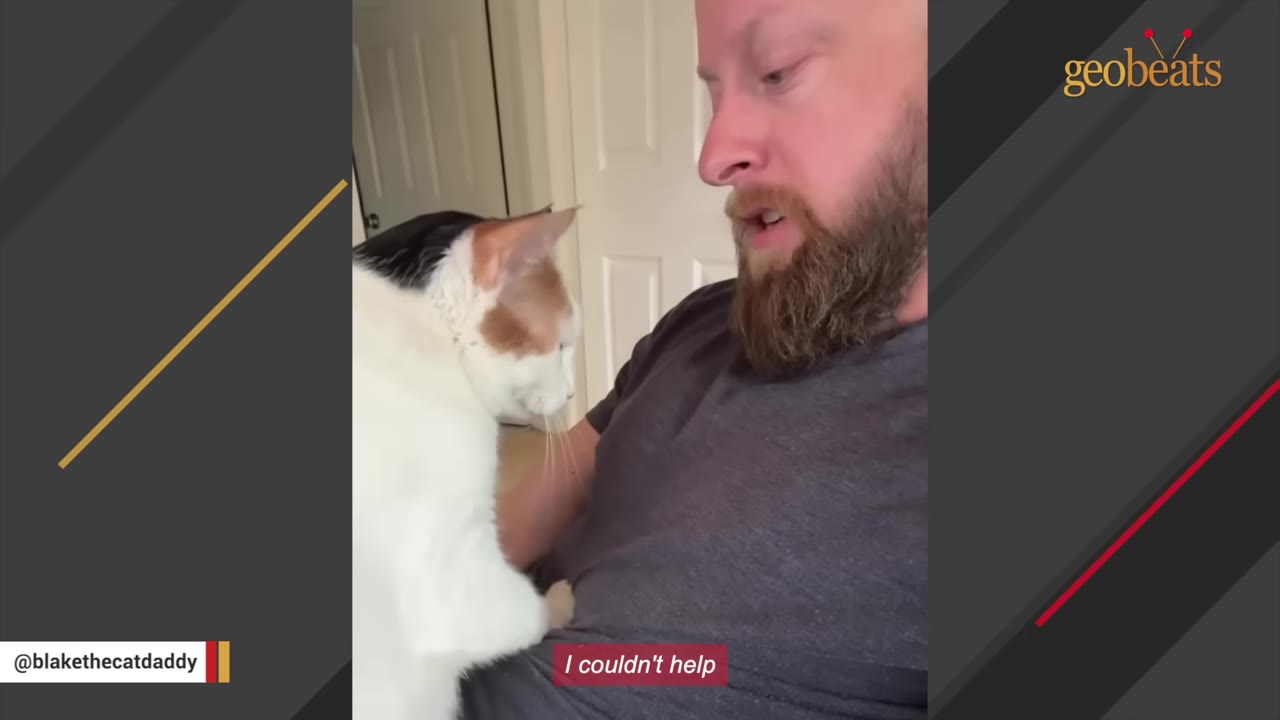 A calico and white cat kneads the chest of a bearded man wearing a grey t-shirt.