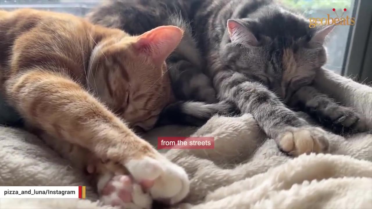 An orange tabby cat and a grey tabby cat sleeping peacefully side-by-side on a soft, light-colored blanket.