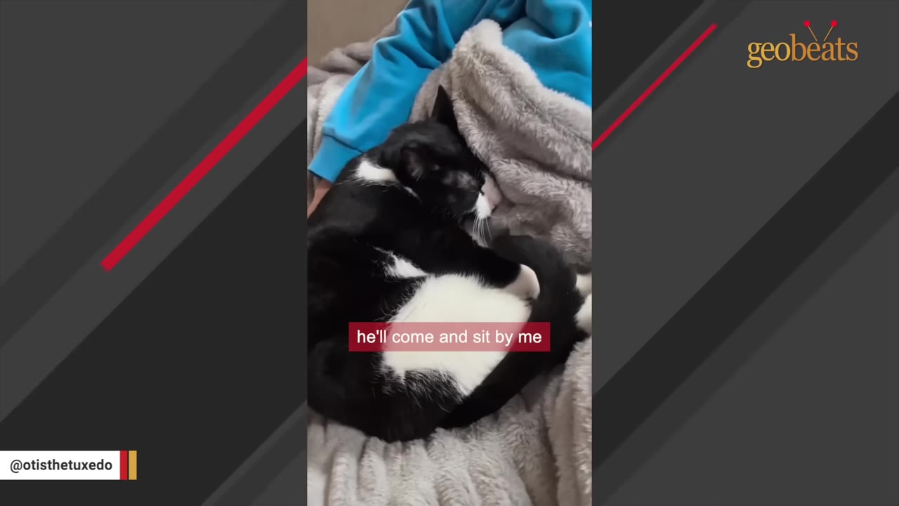 A black and white tuxedo cat curled up snugly next to a person wearing a blue sweatshirt under a grey fleece blanket.