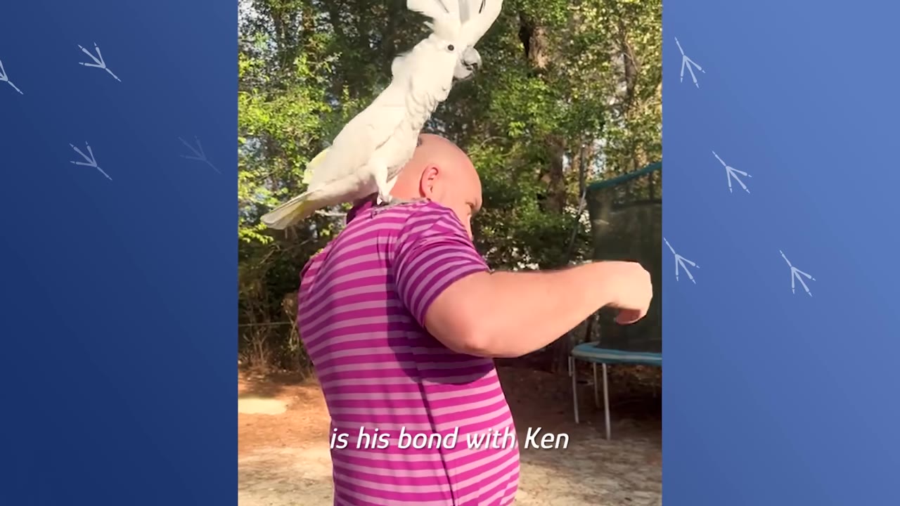 A white cockatoo with its crest raised stands on the shoulder of a man wearing a pink and purple striped shirt outdoors.