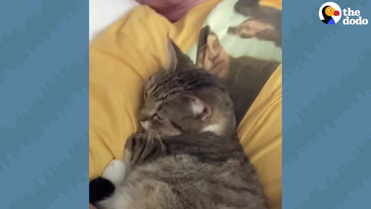 A tabby cat snuggling and resting on a person wearing a yellow shirt in bed.
