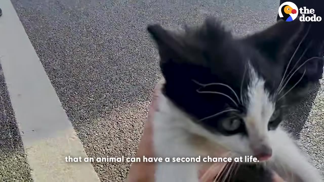 A close-up of a small black-and-white kitten being held gently outdoors near a paved road.