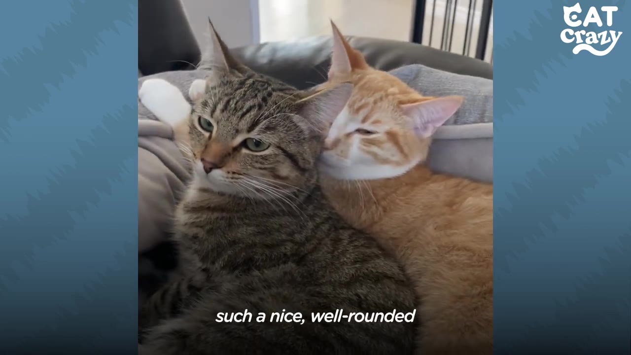 A tabby cat and an orange cat cuddle together affectionately on a couch.