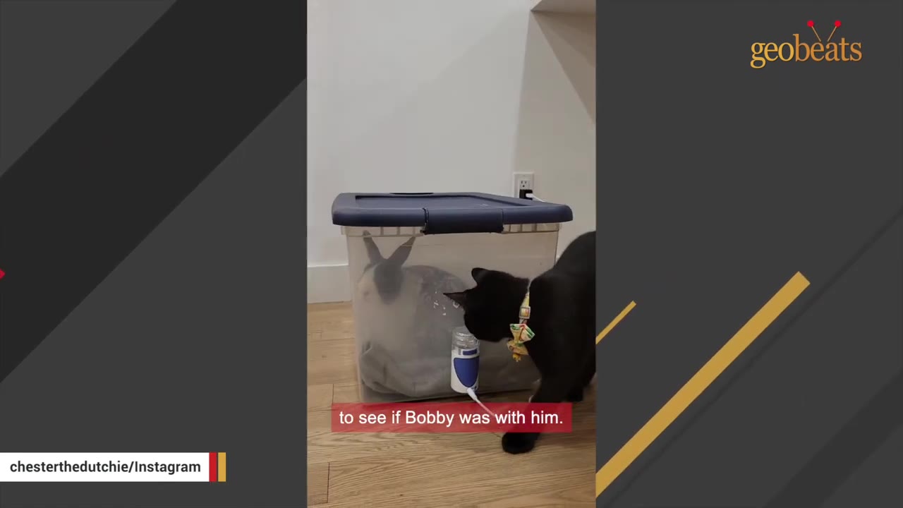 A black cat with a yellow collar looks into a clear plastic storage bin containing a grey and white rabbit.