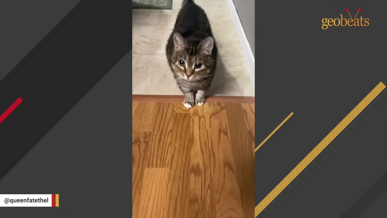 A slim tabby cat standing on a wooden floor looking up at the camera.
