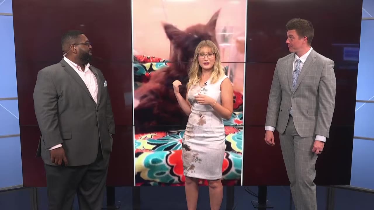 A news studio with three presenters standing in front of a screen displaying a large, fluffy brown Maine Coon cat.