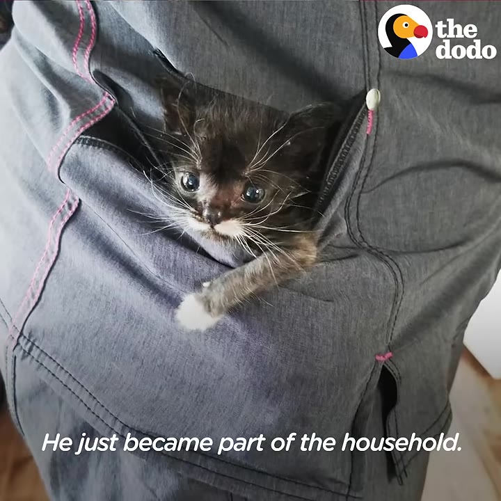 A tiny black and white kitten with large eyes peeks out from the pocket of a grey scrub top.