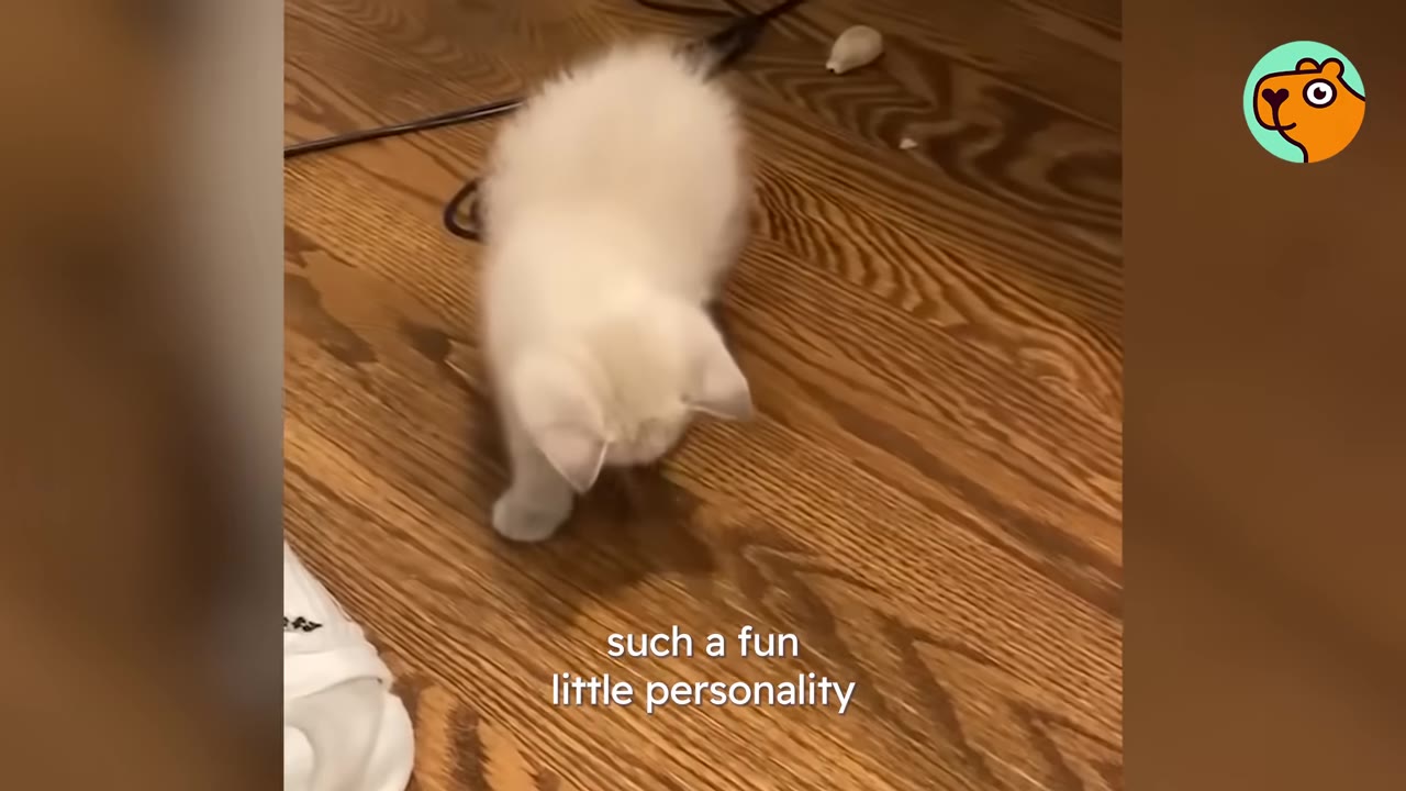A fluffy white kitten walking on a wooden floor with text overlay reading 'such a fun little personality'.