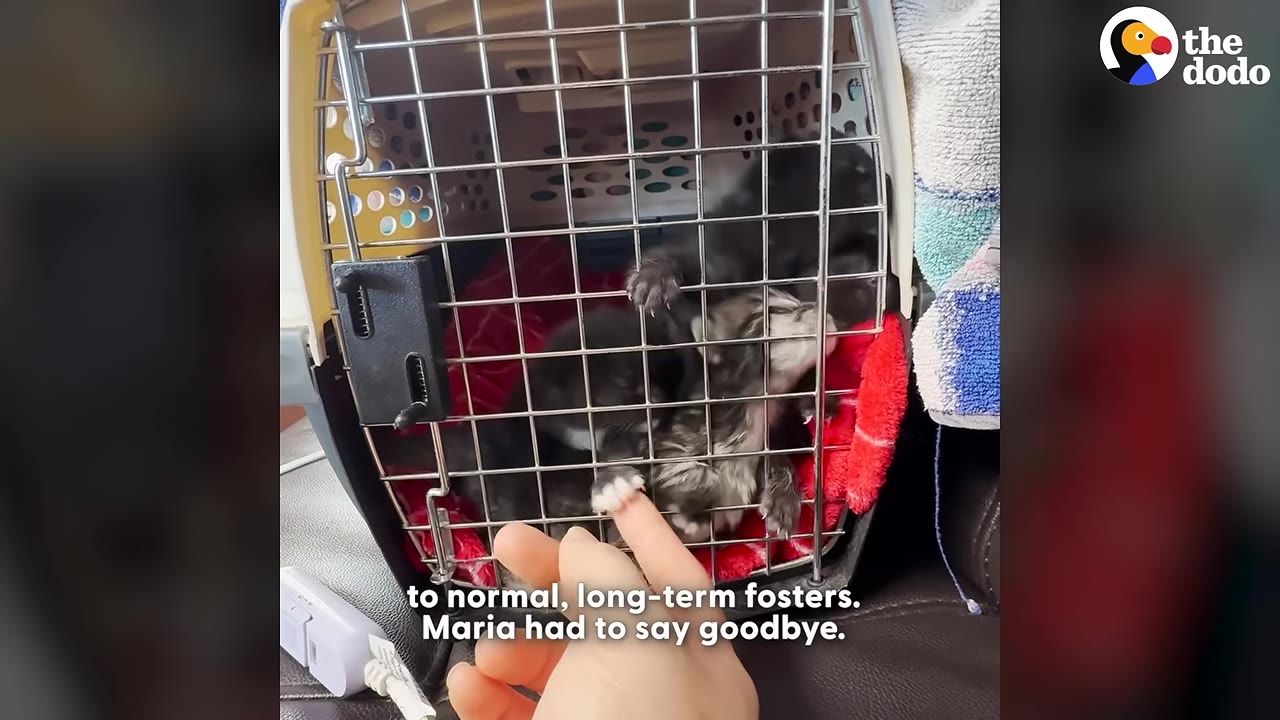 A hand gently touches a kitten's paw through the metal door of a pet carrier containing several kittens.