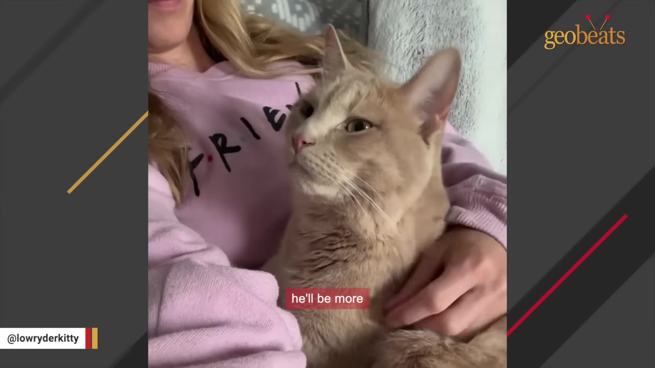 A light orange cat sits comfortably in the lap of a woman wearing a pink sweatshirt, who is gently holding him.