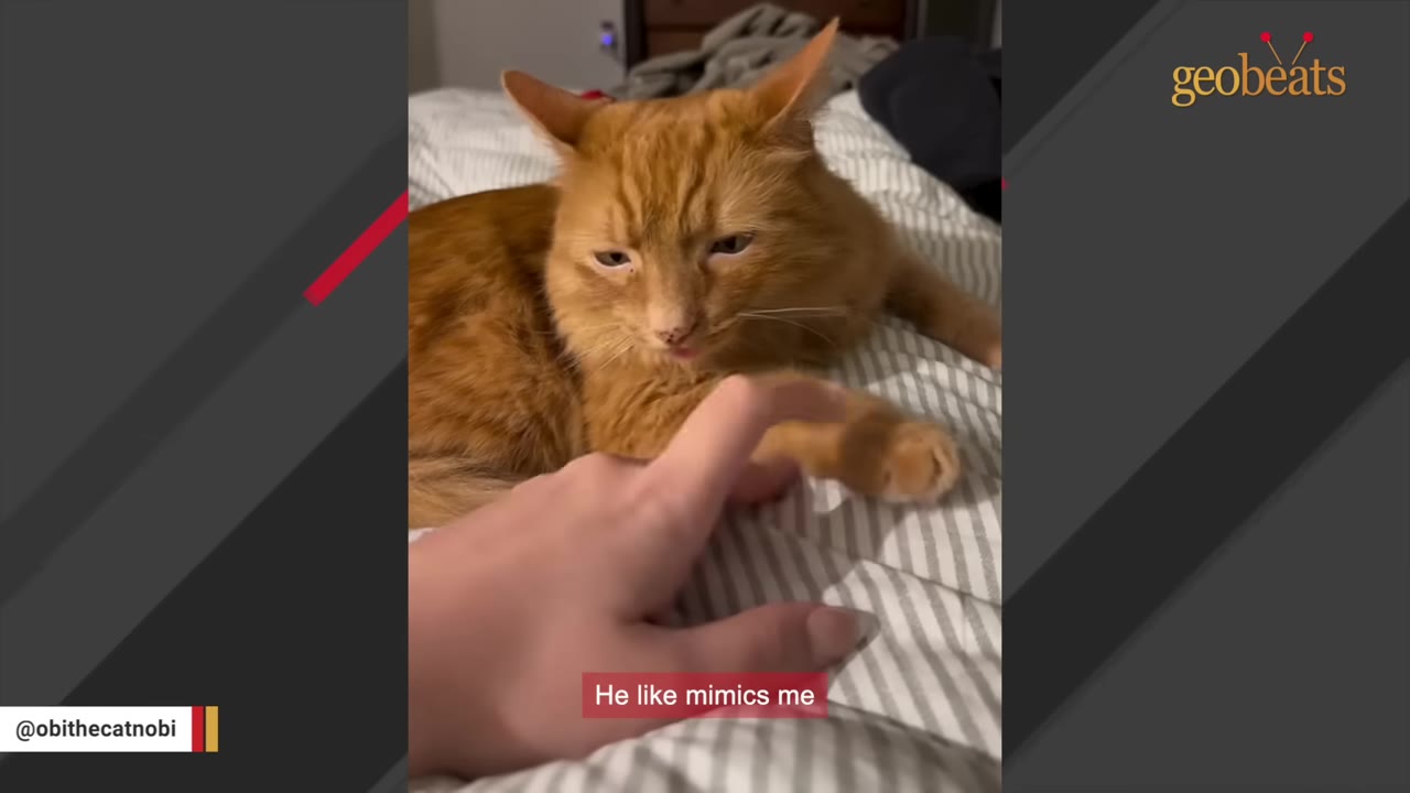 An orange cat lying on a striped bed sheet, looking down as a person's hand gently reaches out to touch its paw.