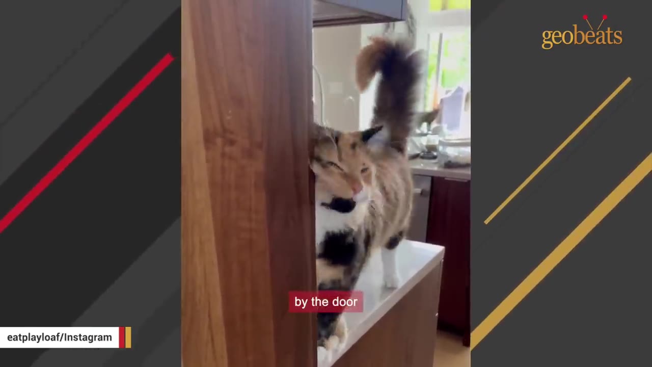 A fluffy calico cat stands on a kitchen counter near a wooden pillar, looking towards the camera with its tail raised.