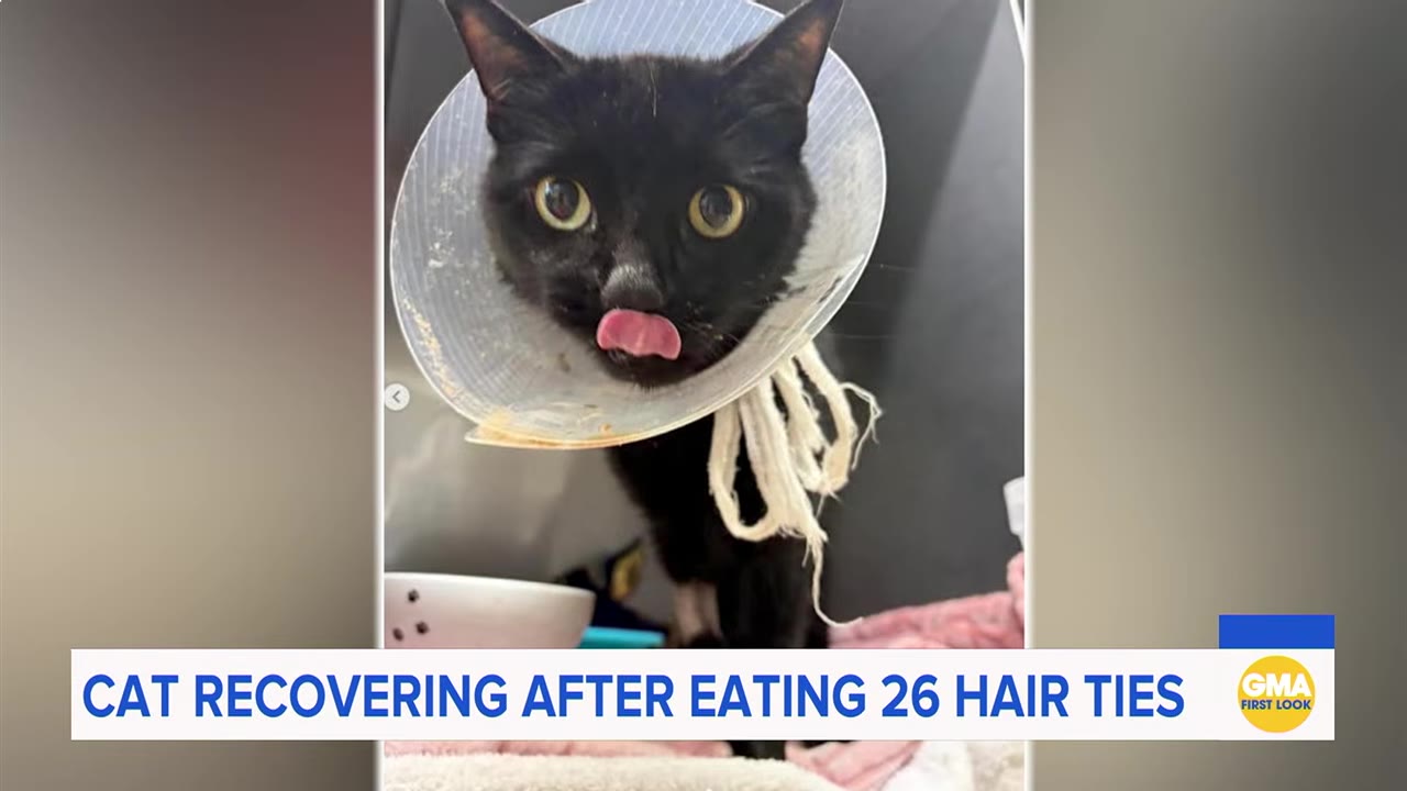 A close-up of a black cat named Midnight wearing a plastic recovery collar, looking directly at the camera with its tongue sticking out.