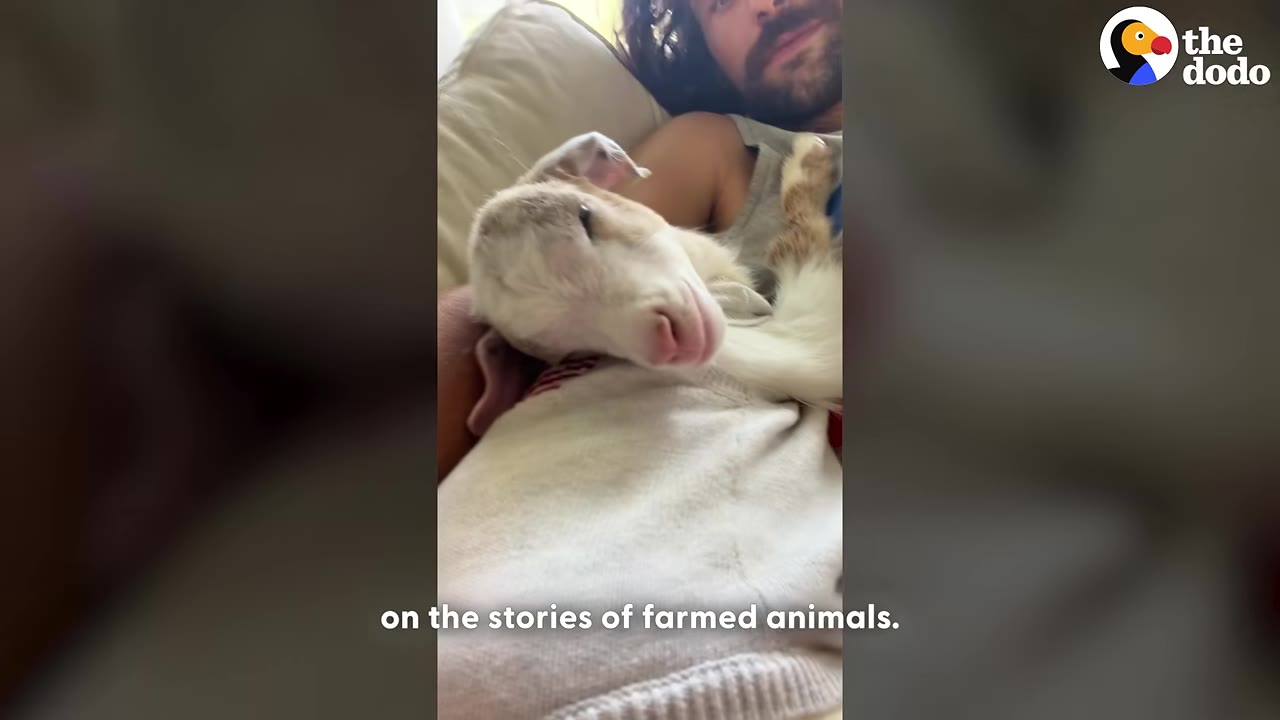 A close-up of Toast the baby goat resting comfortably on a person's lap.