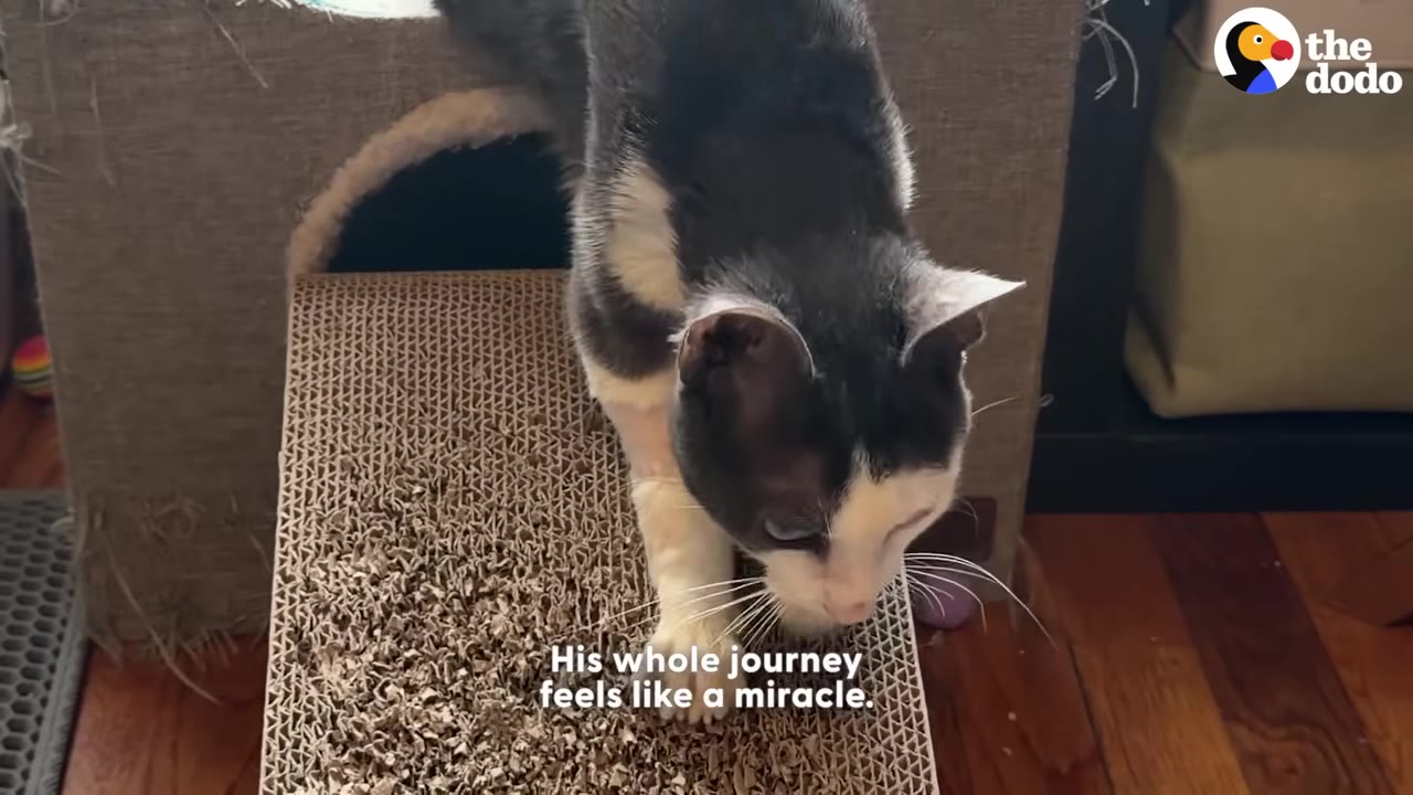 A black and white cat named Firn walking down a cardboard scratcher ramp.