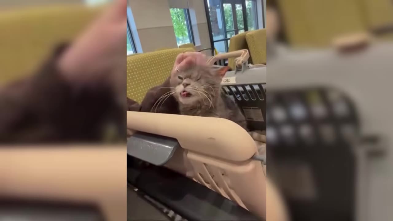 A fluffy grey cat with its tongue slightly sticking out is being petted on the head while sitting in a pet carrier in a waiting room.
