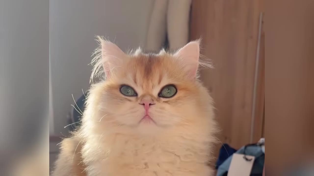 A close-up portrait of a fluffy, light-orange British Longhair kitten with large green eyes looking directly forward.