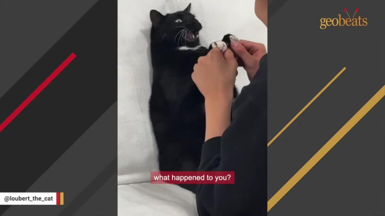 Massachusetts Man Adopts Cat From A Hoarder House And Is Shocked By His Personality