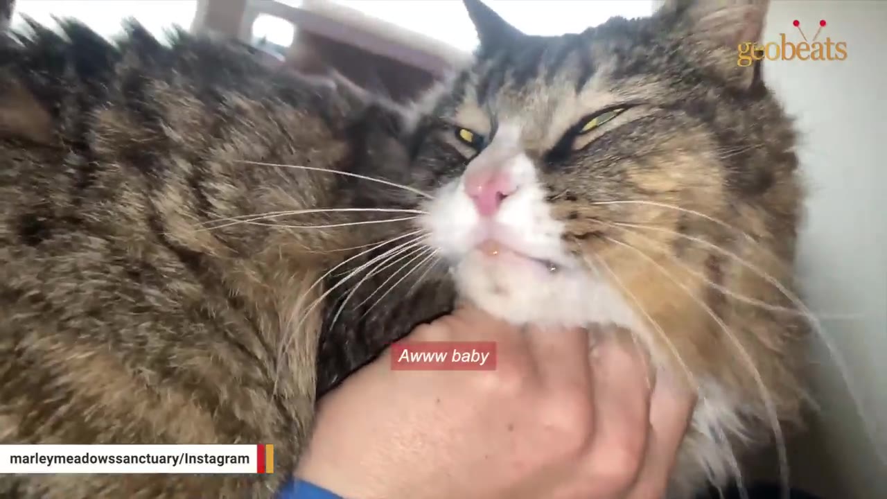 A close-up of a fluffy brown and white tabby cat leaning into a person's hand as they scratch under his chin, with his eyes contentedly squinted.