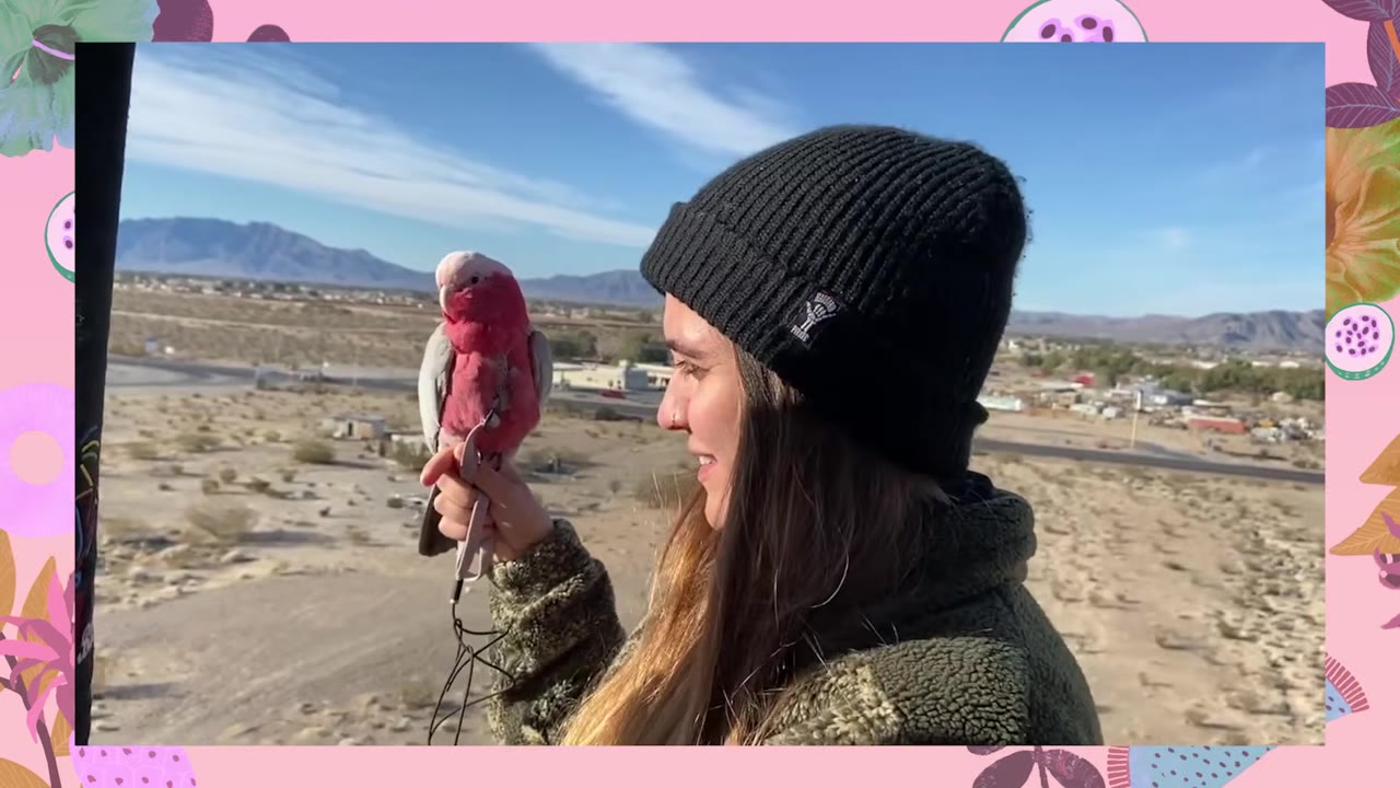 A woman wearing a black knit beanie holds a pink and grey galah cockatoo on her hand, looking out over a desert landscape from a high vantage point.