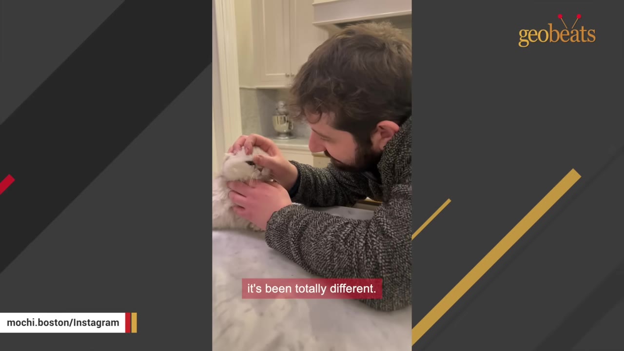 A man with dark hair and a beard gently pets a small, fluffy white cat on a marble countertop.