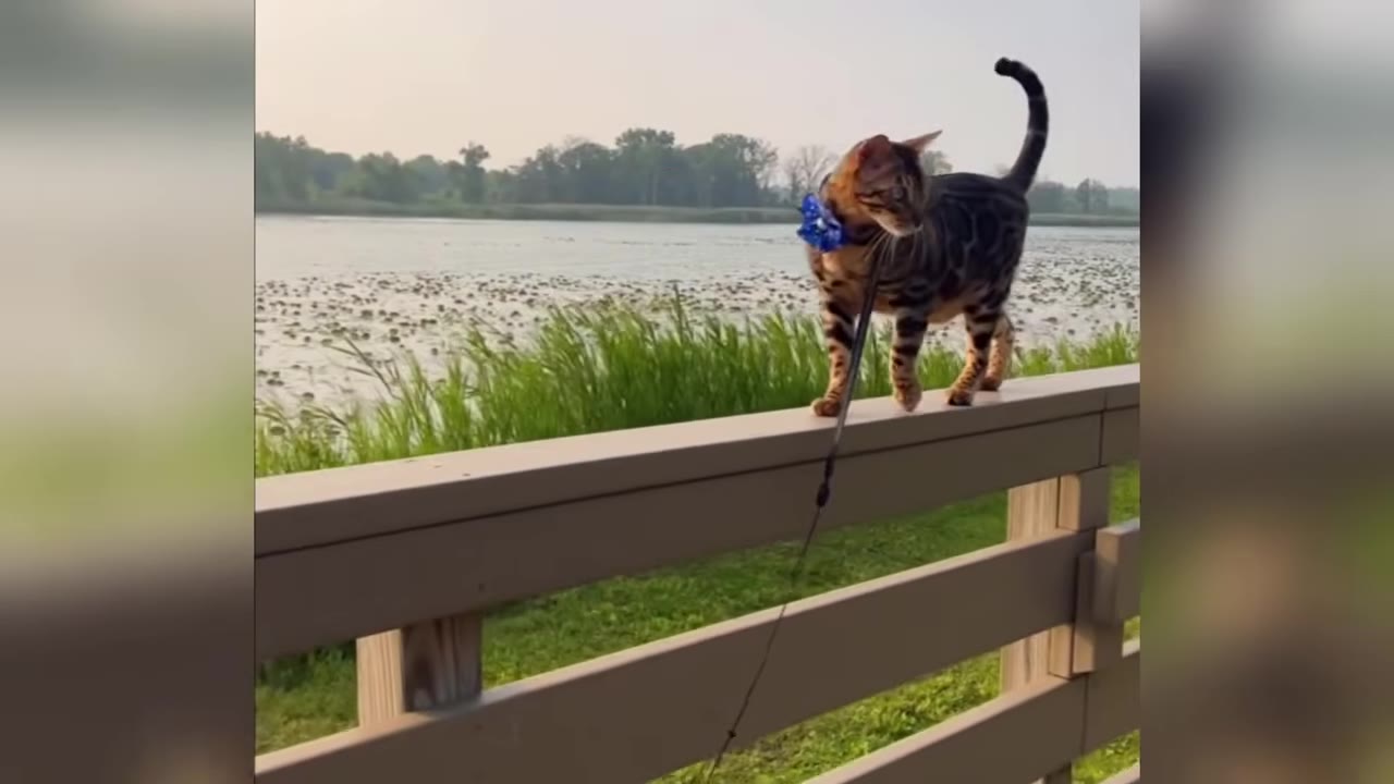 A Bengal cat wearing a blue bow tie walks along a wooden railing with a lake and grassy shoreline in the background.