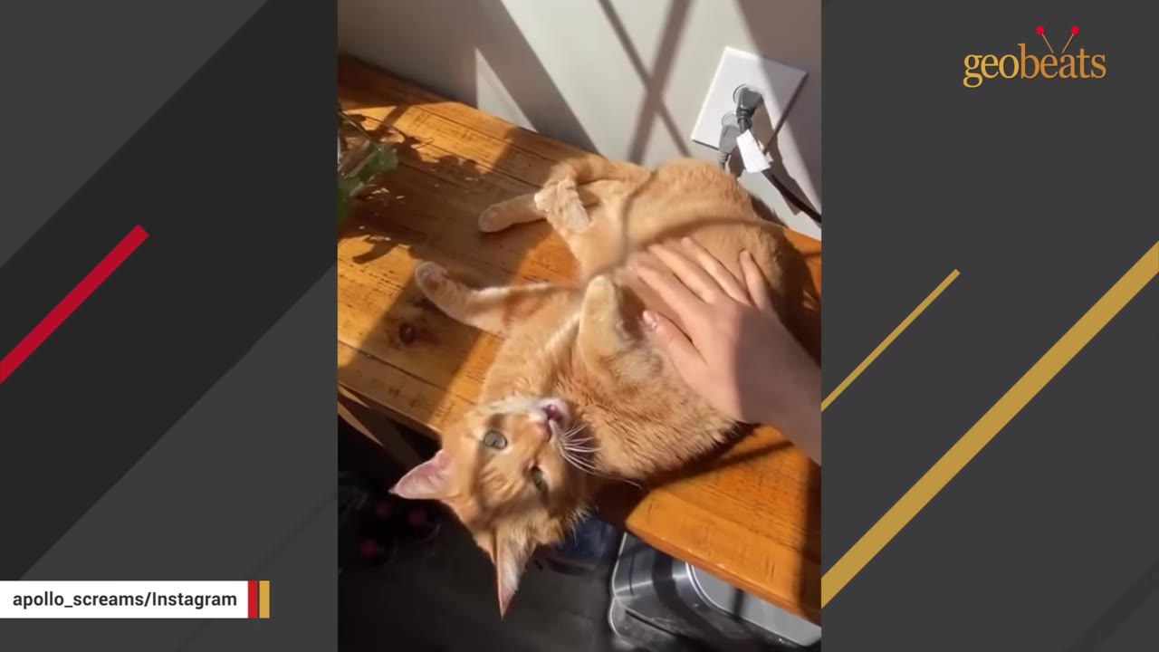 An orange cat lying on its back on a wooden desk being gently petted on its belly by a person's hand.