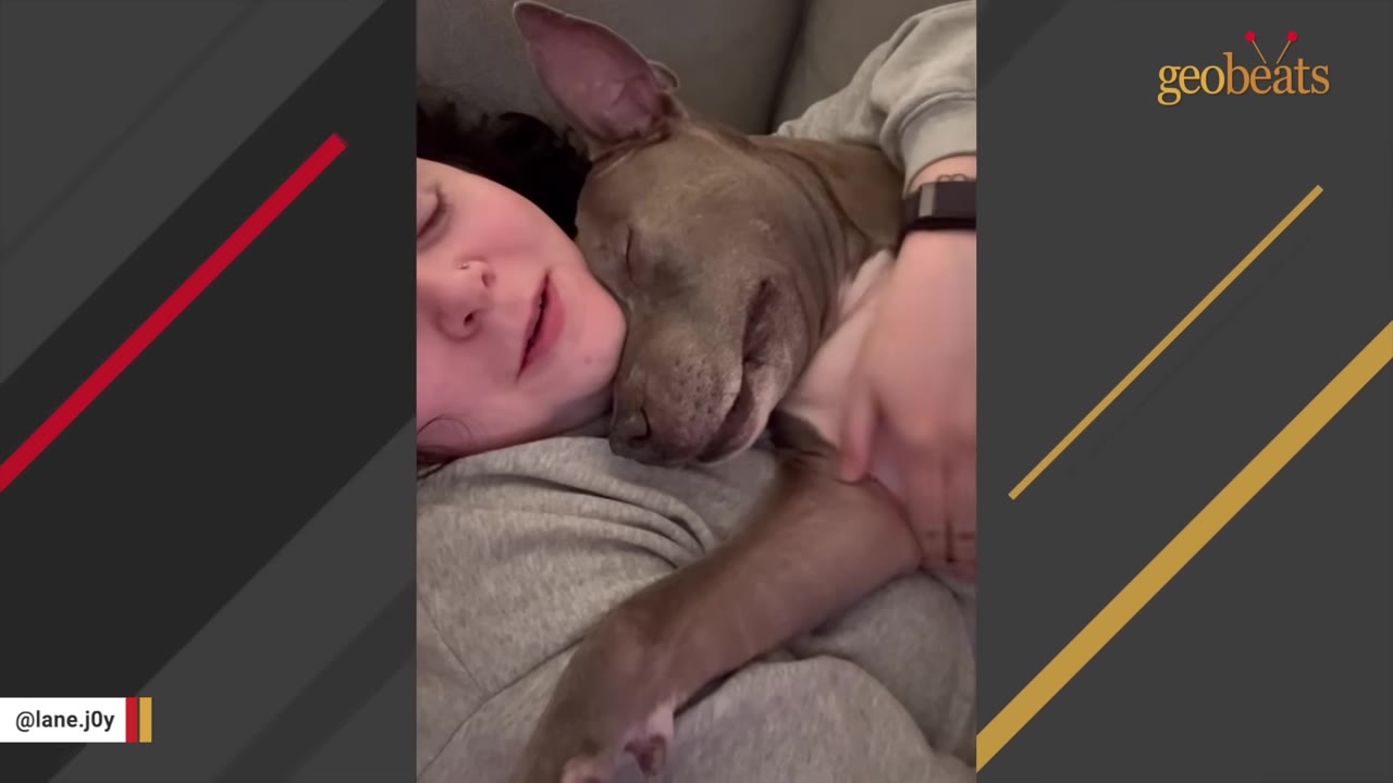 A close-up shot of a grey pit bull dog cuddling affectionately with a person, resting its head against their neck with eyes closed in a peaceful embrace.