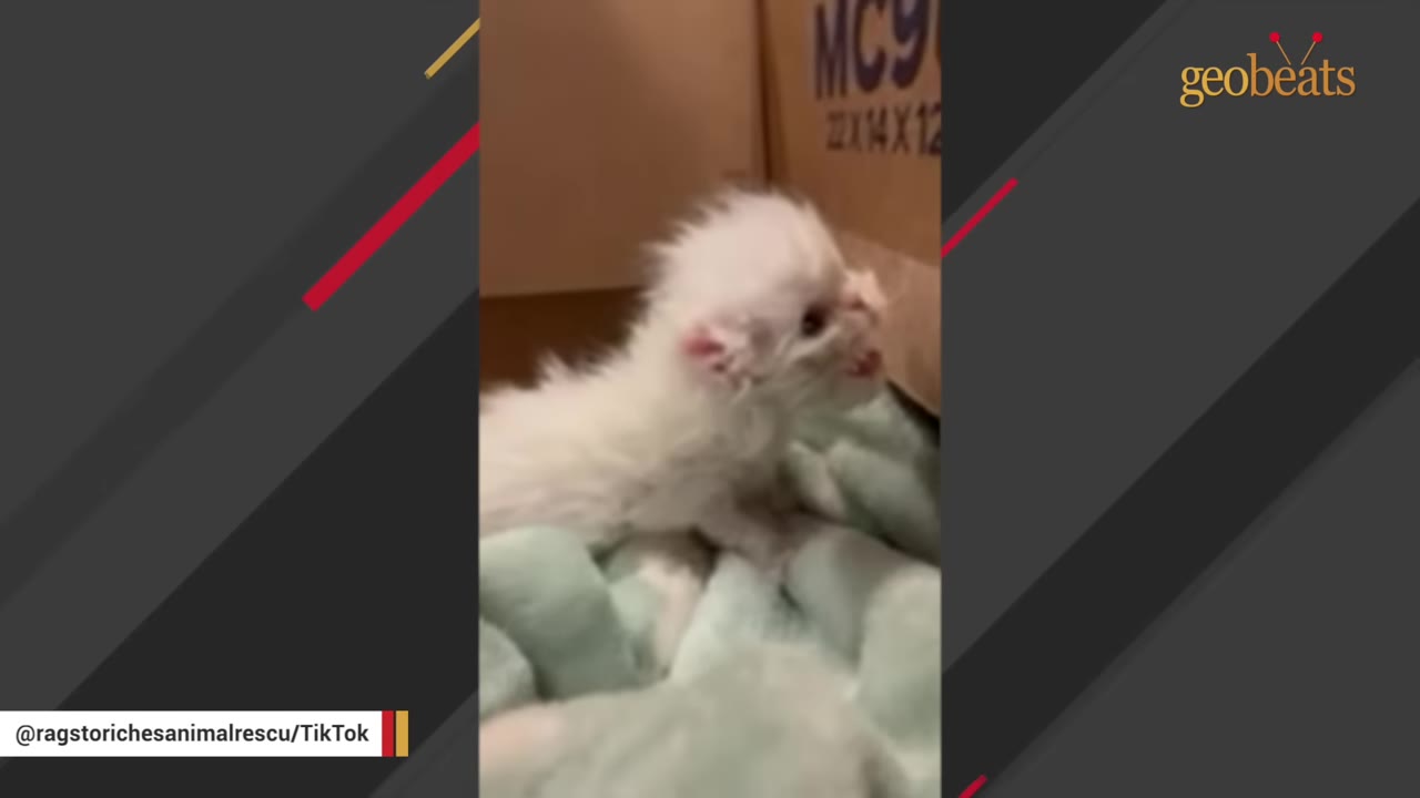 A tiny, fluffy white kitten sits on a soft green blanket inside a cardboard box.