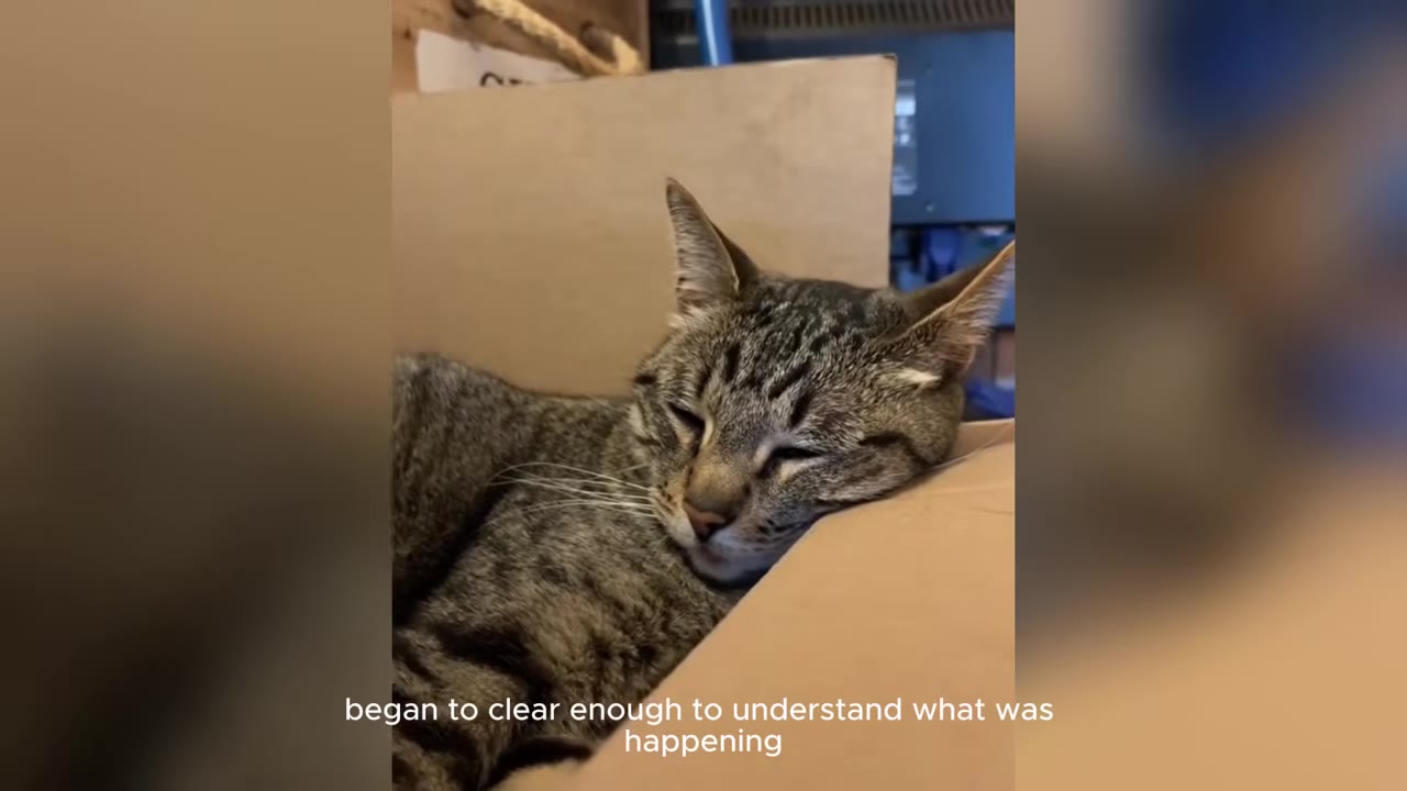 A tabby cat lying down with its eyes half-closed, resting its head on the edge of a cardboard box.