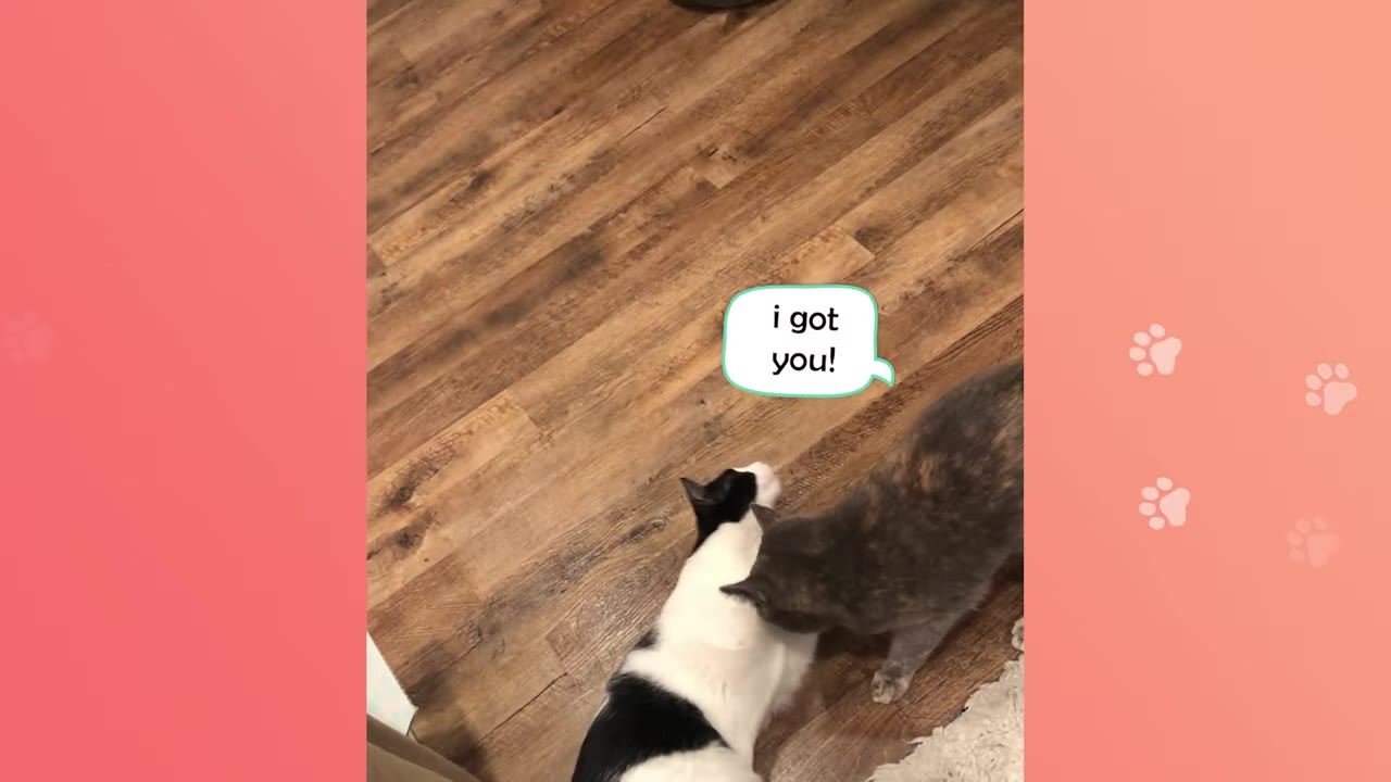 A black and white cat and a grey cat interact on a wooden floor, with a speech bubble graphic that reads 'i got you!'.