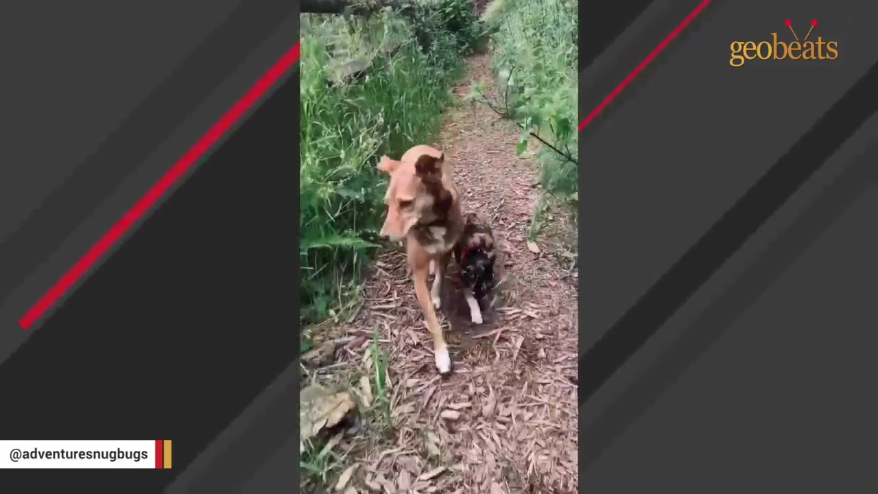 A larger tan dog walks protectively alongside a smaller brindle dog on a wooded path, looking alertly to the side.