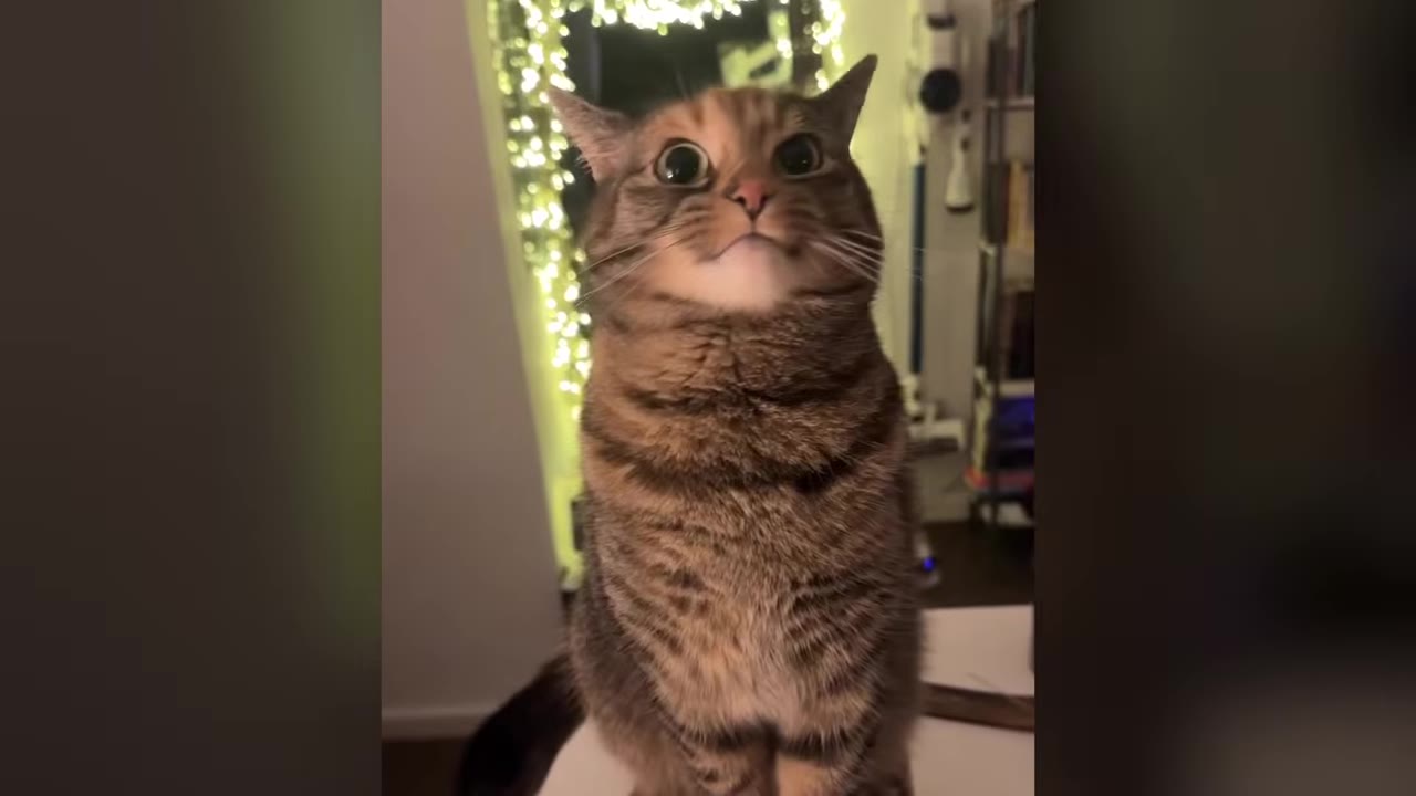 A brown tabby cat sits upright and looks directly at the camera with wide, expressive eyes, with a doorway decorated with glowing Christmas lights in the background.