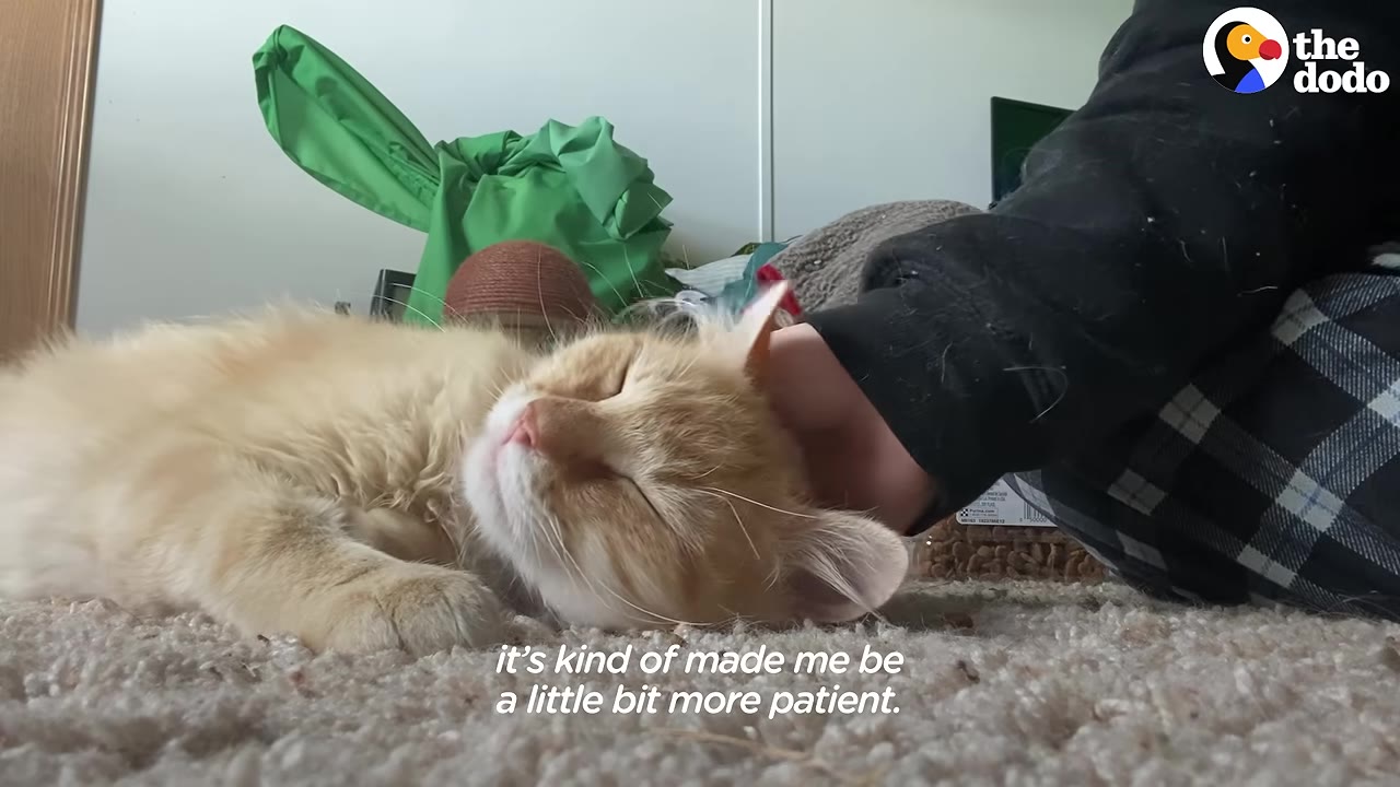 A fluffy orange cat lies contentedly on a carpeted floor with its eyes closed as a person gently pets its head.