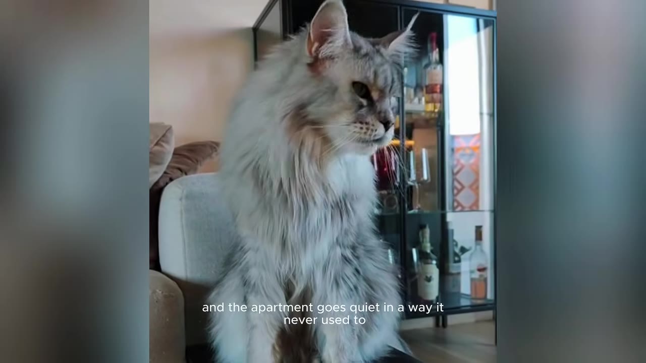 A fluffy silver Maine Coon cat sitting upright on a couch, looking off to the side in a quiet apartment setting.