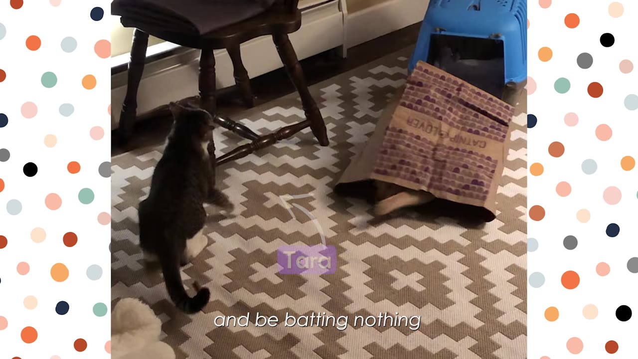 A dark tabby cat stands on a patterned rug, looking towards a paper bag where another cat is hiding inside, with only its hind legs visible.