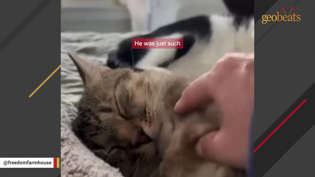 A close-up shot of a tabby cat sleeping peacefully while a person's hand gently pets its neck.