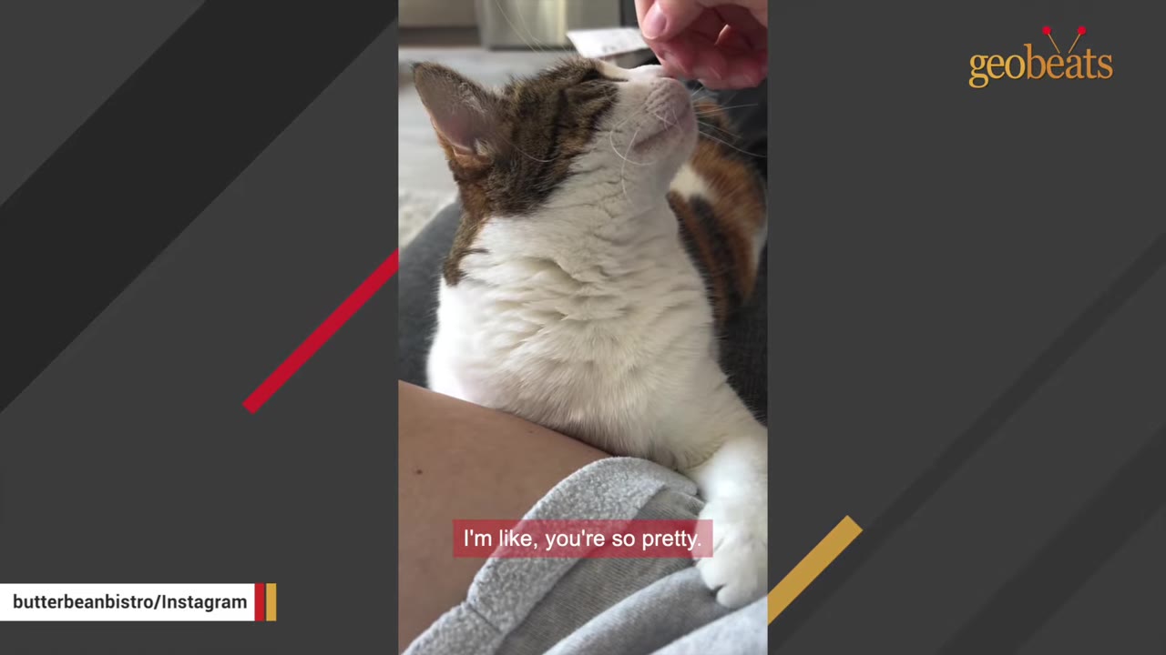A close-up of a calico and white cat looking up affectionately as a hand gently pets its chin.