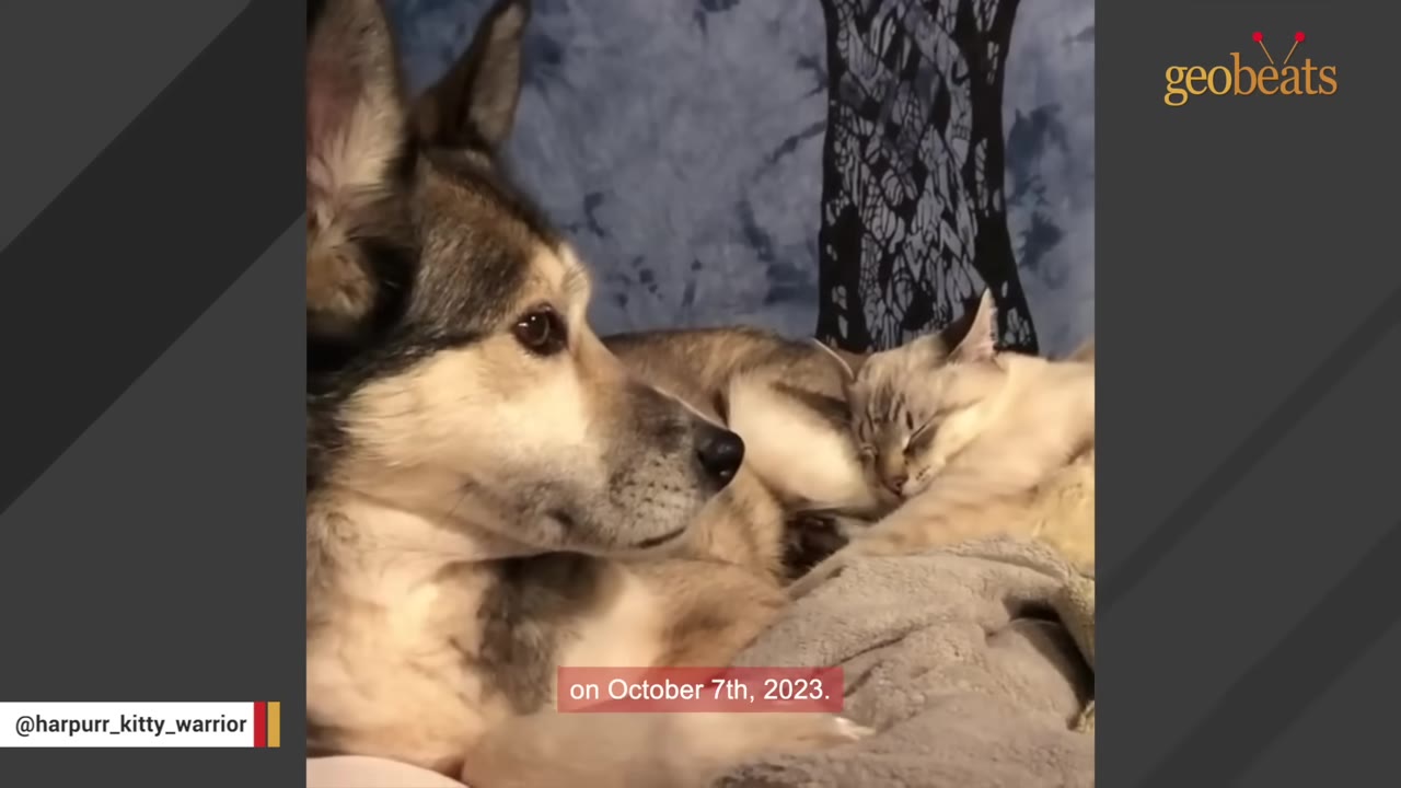 A husky-mix dog lies down next to a sleeping light-colored cat on a soft blanket.